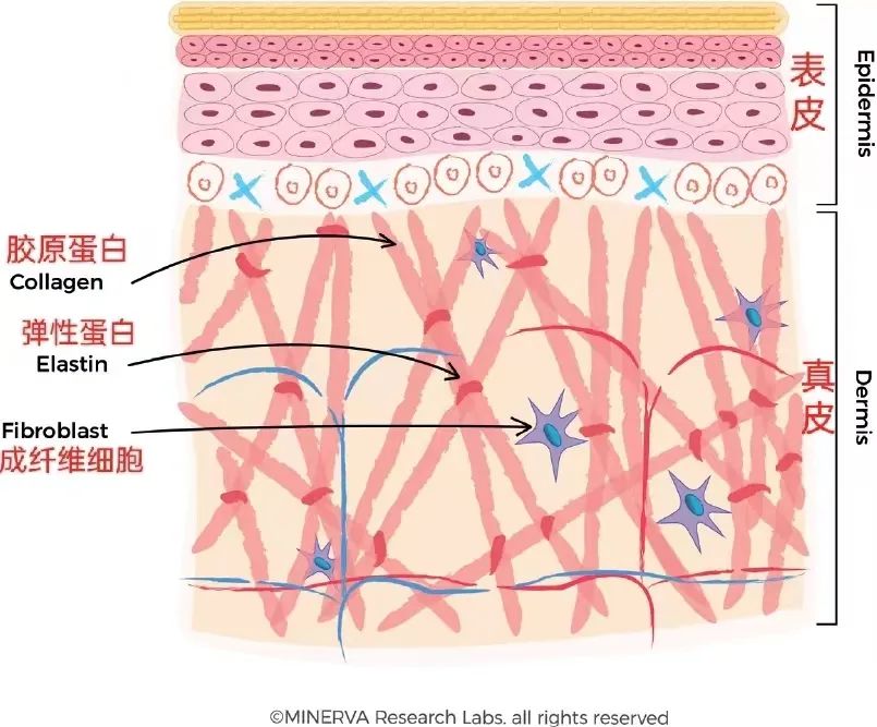 口服鱼胶原蛋白肽是不是智商税,胶原蛋白肽是不是智商税