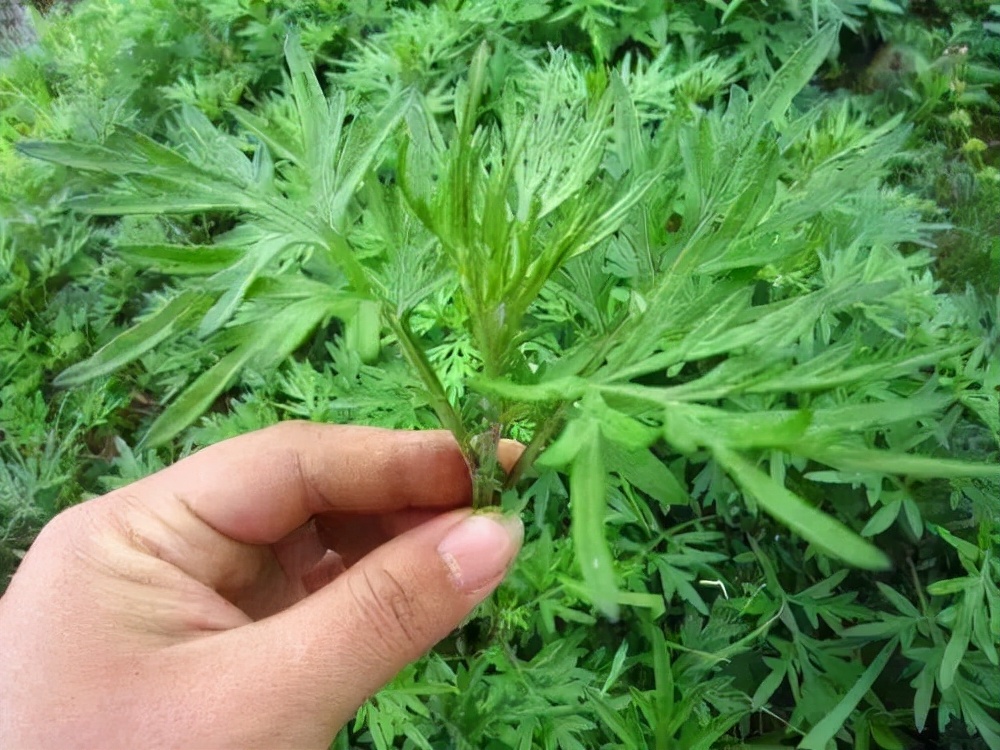 睡前艾草泡脚有什么好处,睡前坚持用艾叶泡脚