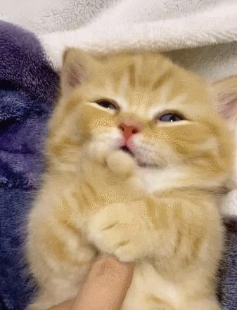 公鸡：他们在做啥午餐？猫：你老婆炖土豆