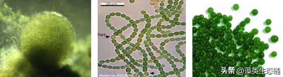 藻类基础知识,鱼塘藻类培养
