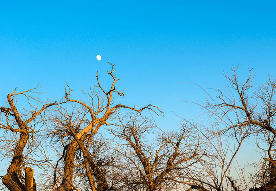 李白秋月无边全文阅读,李白最经典的15首诗