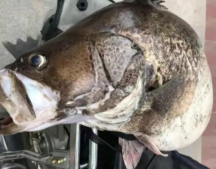 鳜鱼吃跟自己体型一样大的鱼,鳜鱼为什么不吃很小的鱼