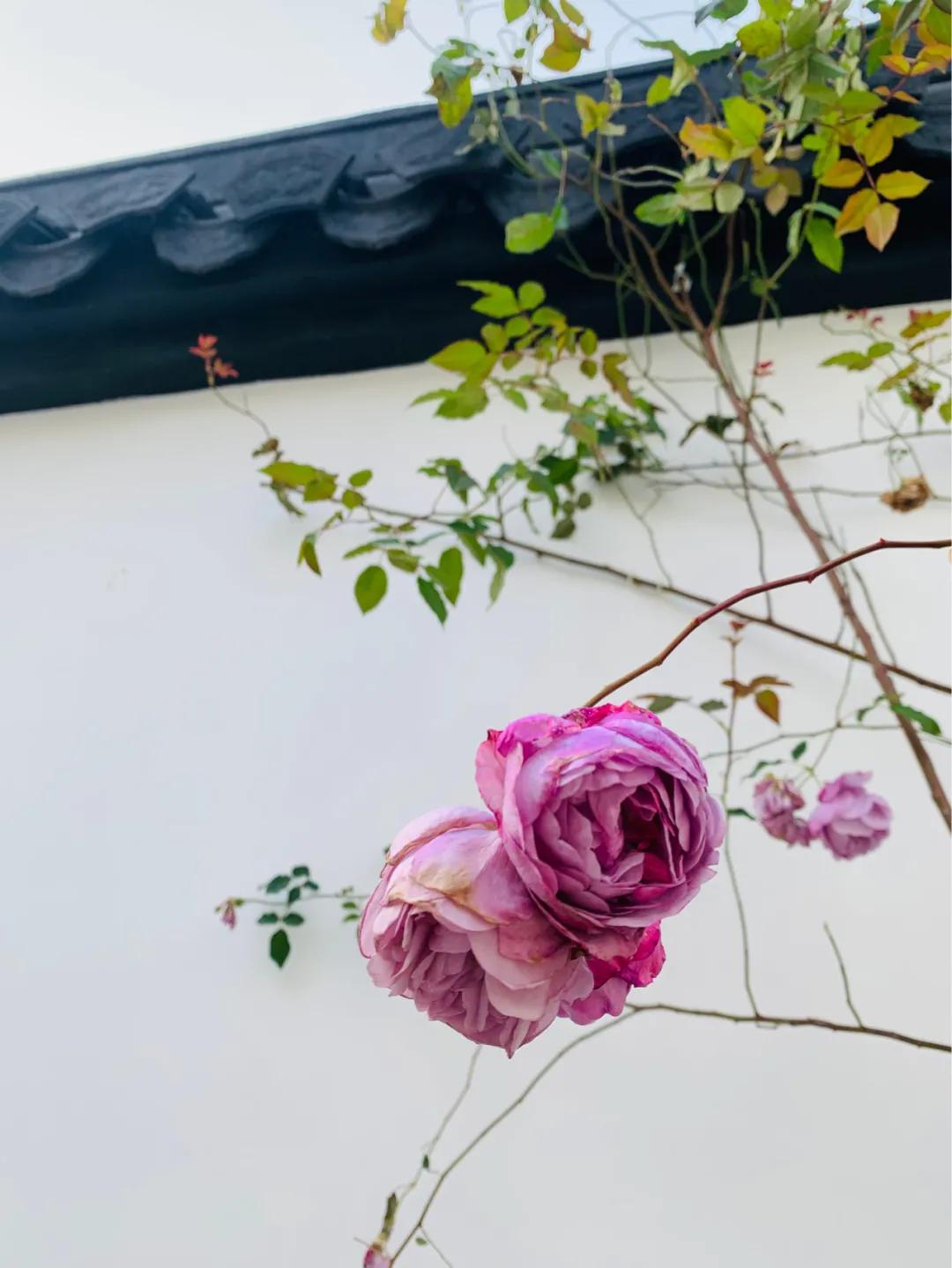 把2021，打个蝴蝶结