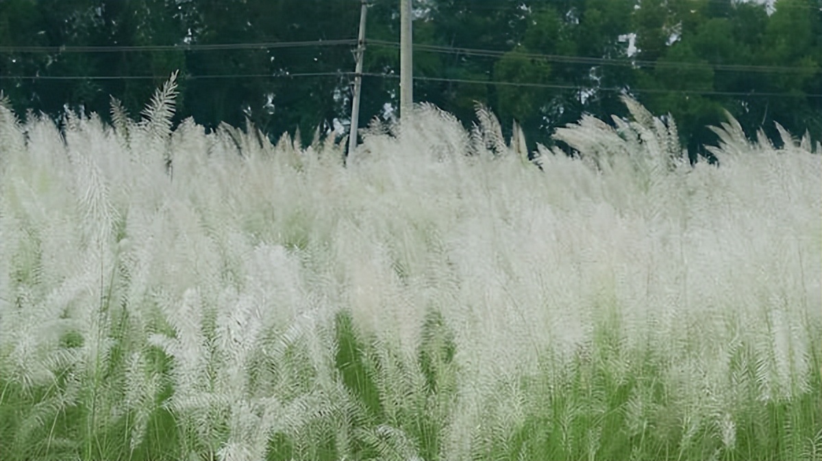 八首传统民歌耳朵听醉了,好文分享动听的歌声听醉了多少人