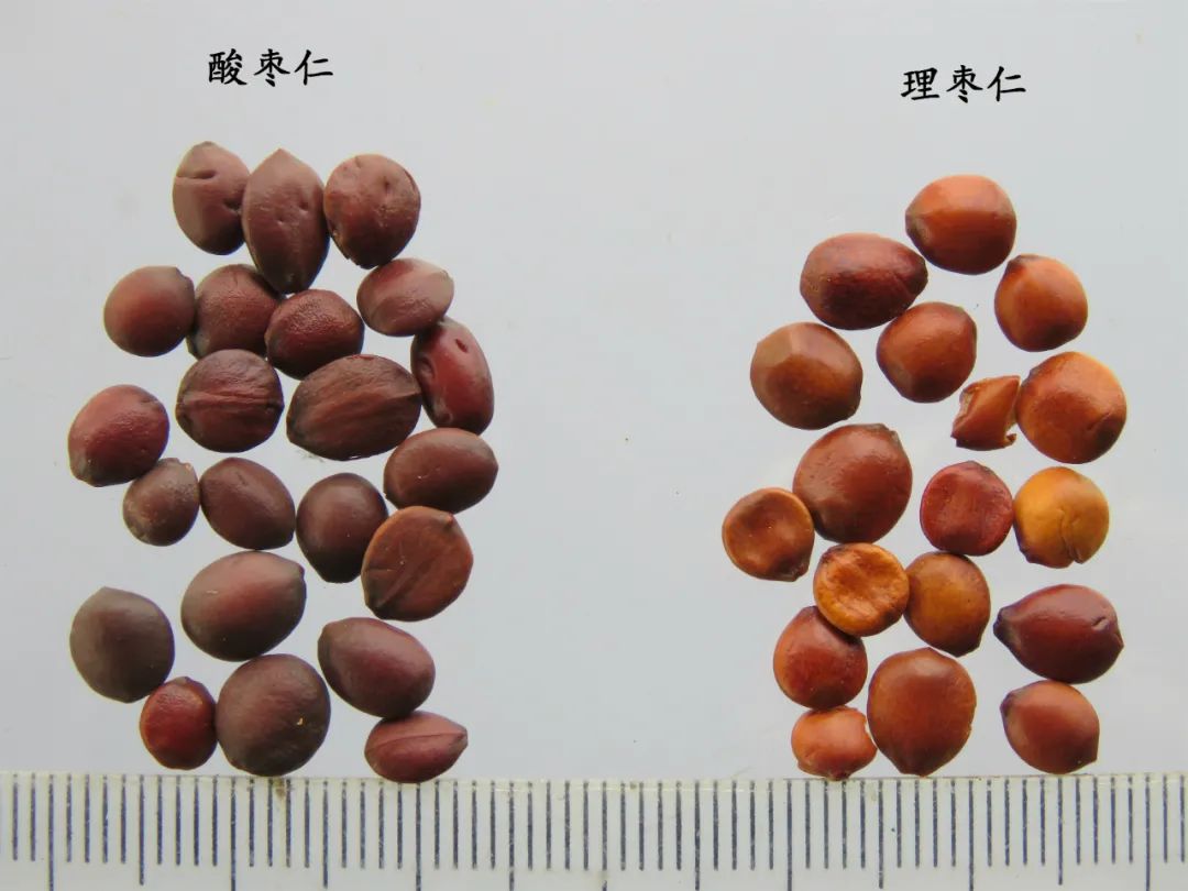 嗨，你家酸枣仁买对了吗？