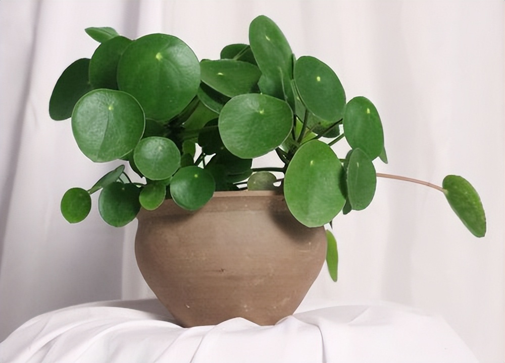 镜面草的功效与作用,镜面草的寓意及象征