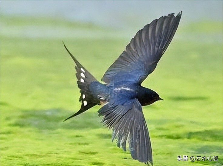 关于燕子的古诗旧时王谢堂前燕,与燕子有关的古诗词名句