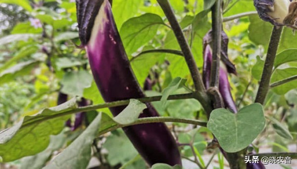 什么茄子的品种最好,茄子品种怎么选比较嫩