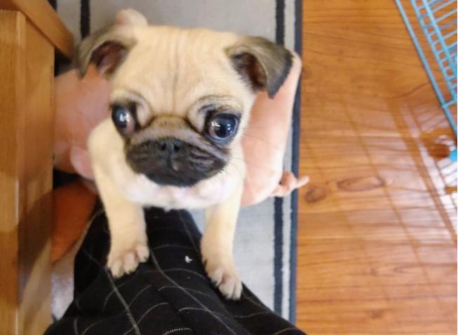 巴哥犬为什么很少人养,巴哥犬为什么看起来很忧郁