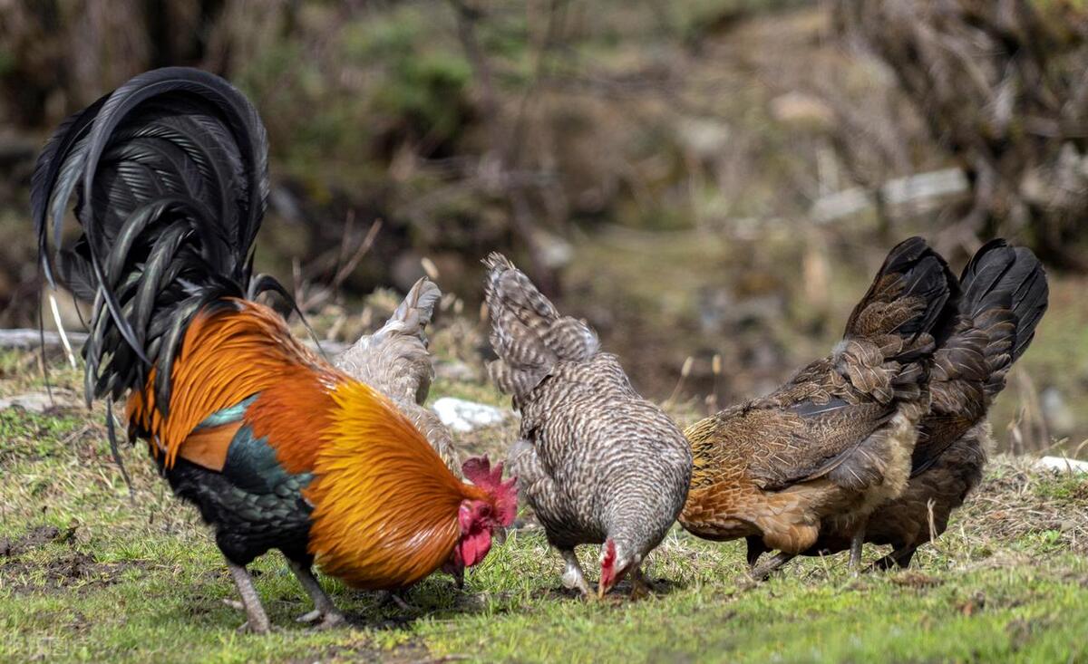 35元一只土鸡利润,200元一只土鸡一年利润有多少