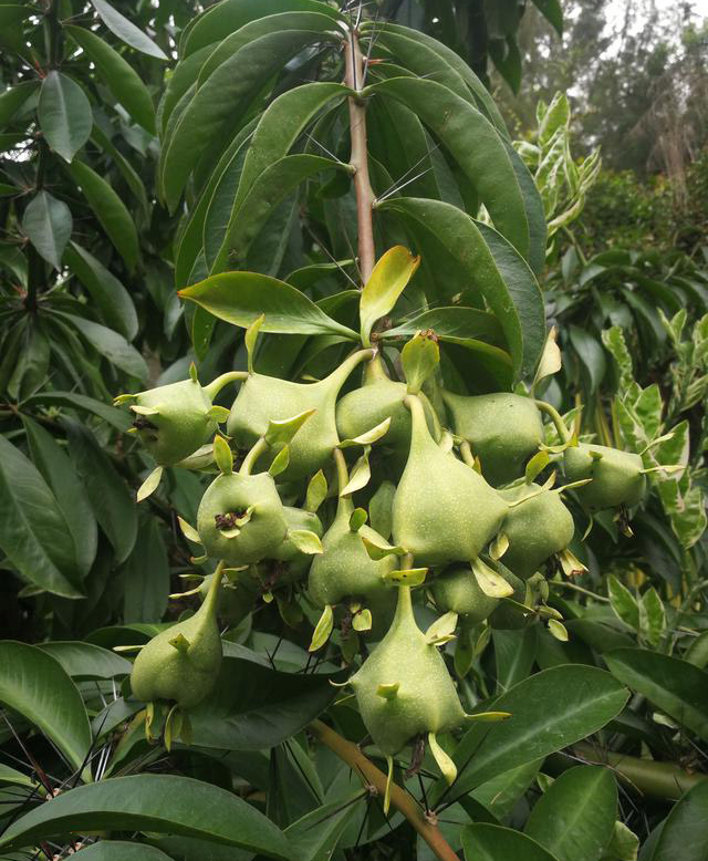 最美最惊艳的仙人掌花,仙人掌奇花图片大全