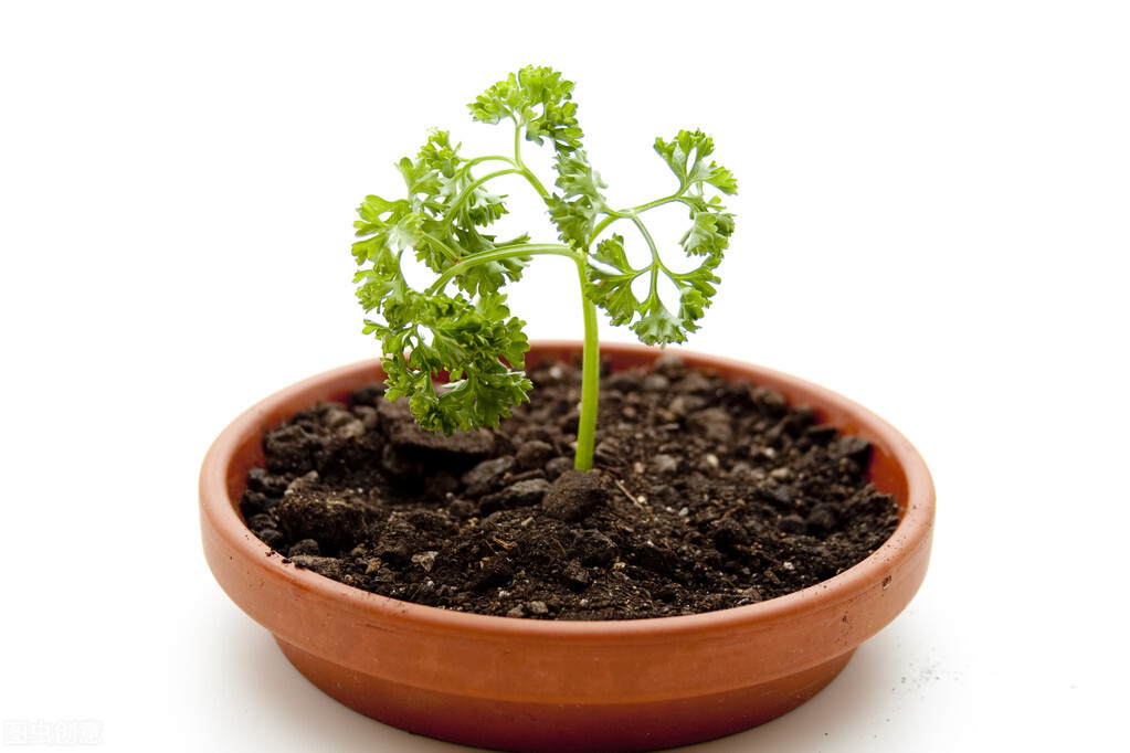 植物浇水见干见湿怎么判断,龟背竹浇水见干见湿还是干透浇透