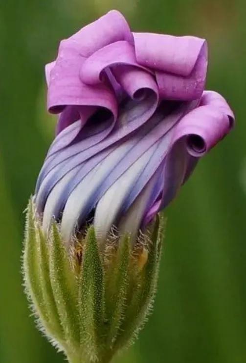 各种形态的花卉,30多种奇异的鲜花供你欣赏收藏