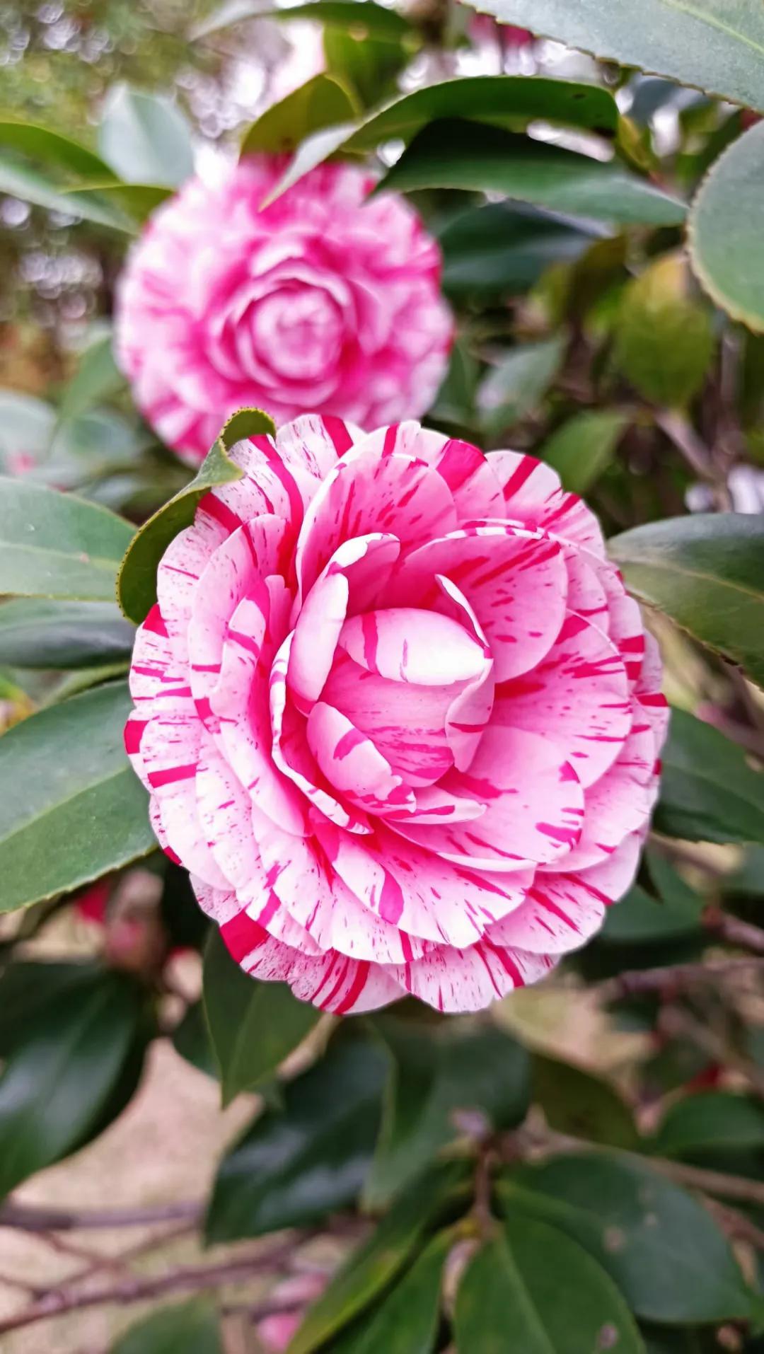 现在做媒人主要工作是什么,中国最吃香的职业媒人