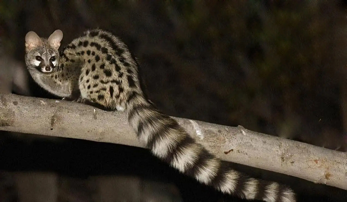 小灵猫深圳,深圳小灵猫