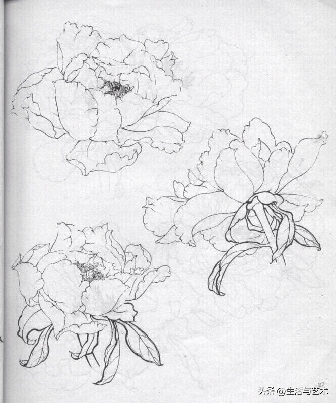 工笔牡丹和鸟白描图片欣赏,王道中工笔牡丹白描稿马蹄莲