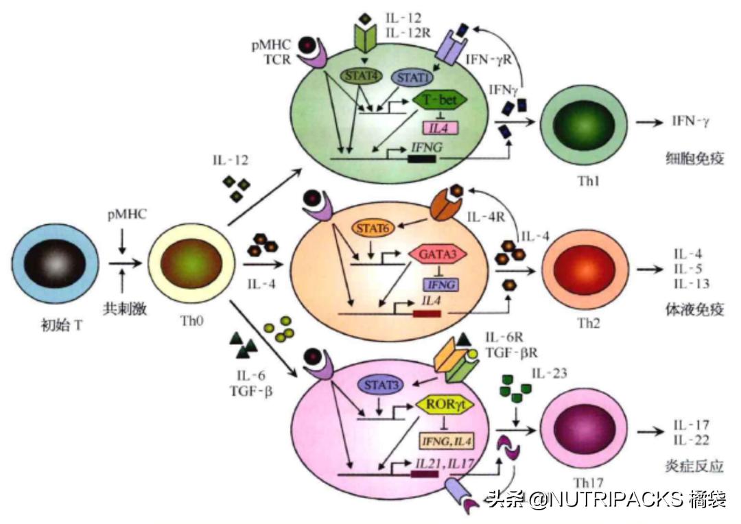 含天然维生素c的食品有哪些,维生素c的营养价值