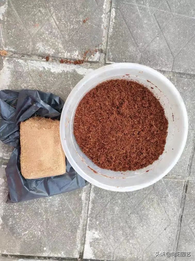 椰糠贵吗,椰糠土价格