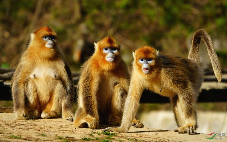 金猴传奇天命战域,金猴传奇烈火之力