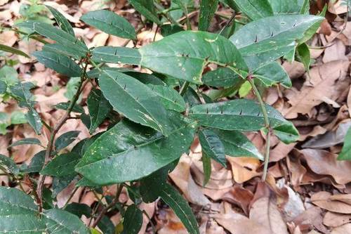 两面针和什么植物很像,两面针植物的种植方法