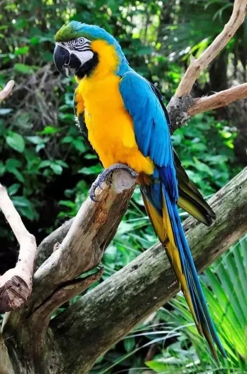 漂亮的金刚鹦鹉，精美的手机壁纸