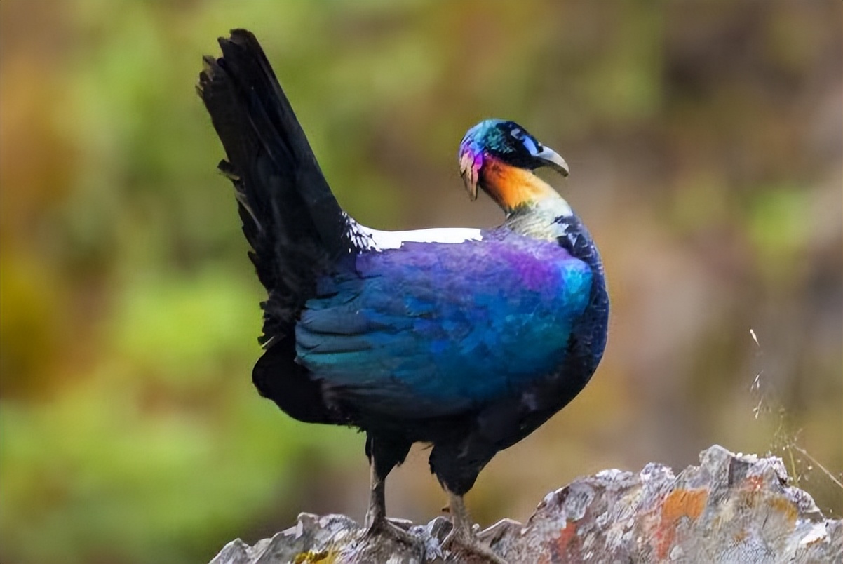 邛海鸟类保护动物名录,邛海动植物有哪些