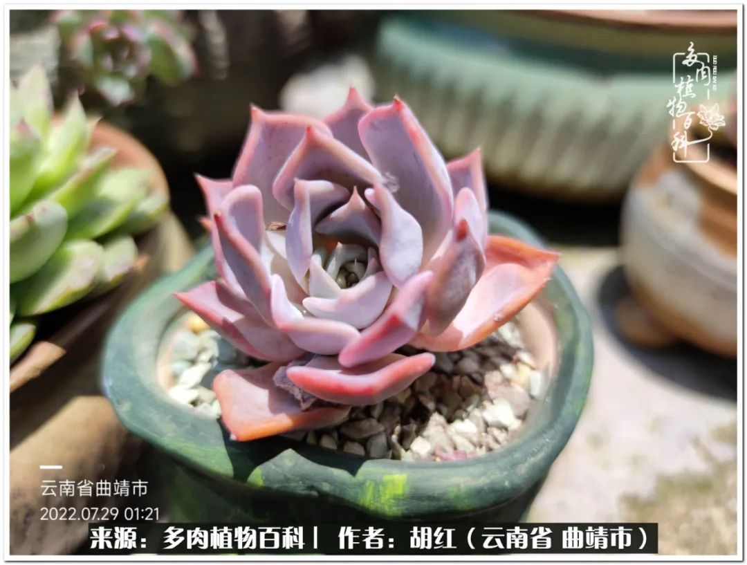 多肉植物里的糖,多肉生活的调味剂