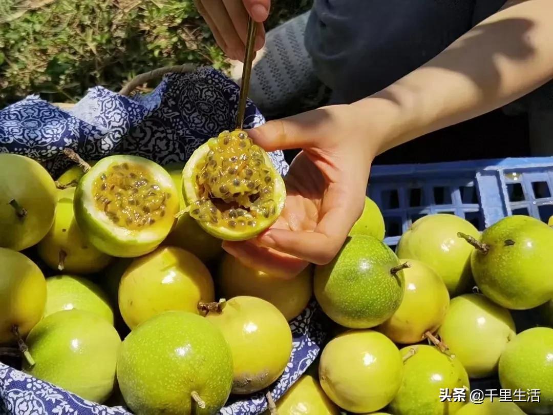 黄金百香果，“钦蜜9号”，百香果中的“爱马仕”，至爱非你莫属