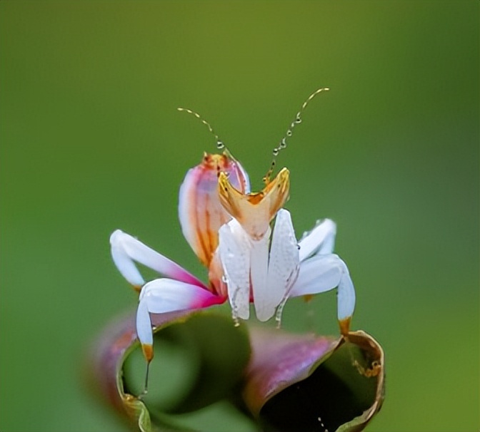 兰花螳螂是否是自然界原有的物种,兰花螳螂从卵变成小螳螂的过程
