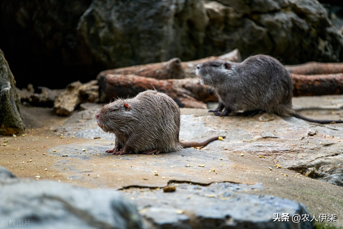 现在养蚯蚓前景如何,蚯蚓养殖这几年的前景如何