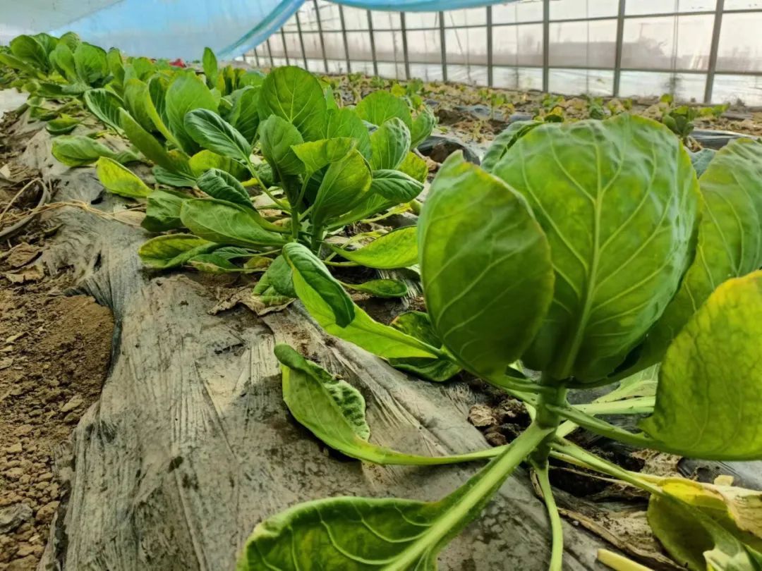 邀您来看，冬日里的“致富经”~