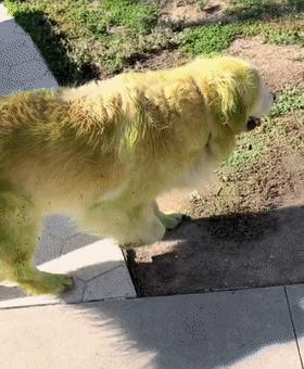 金毛的叛逆期在什么时候,金毛叛逆期怎么引导