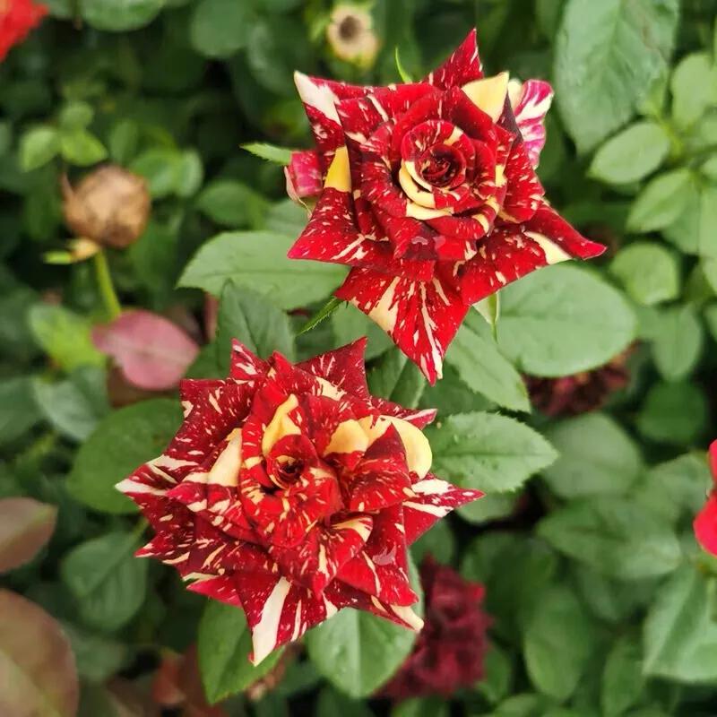 月季美图100张,妩媚动人的月季花图片