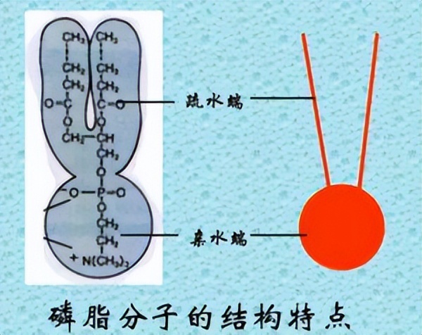 抗心磷脂抗体图片解释,磷脂指什么意思