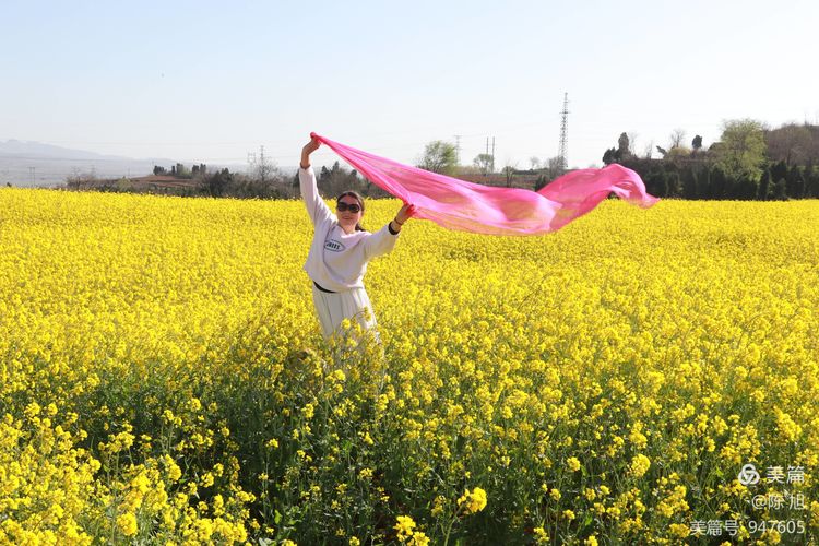 渑池孟村：油菜花儿香，蜜蜂采蜜忙
