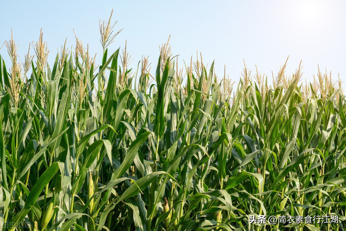 她做保姆这些年豪门生活4,她做保姆这些年豪门生活244