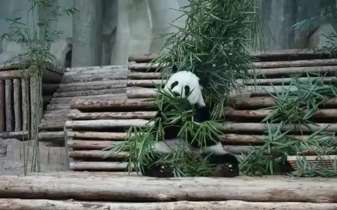 它们被续签给泰国时可是生死合同!却被说成可在泰国安心终老?