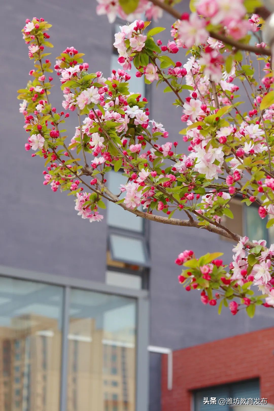 美！潍坊校园春景强势来袭