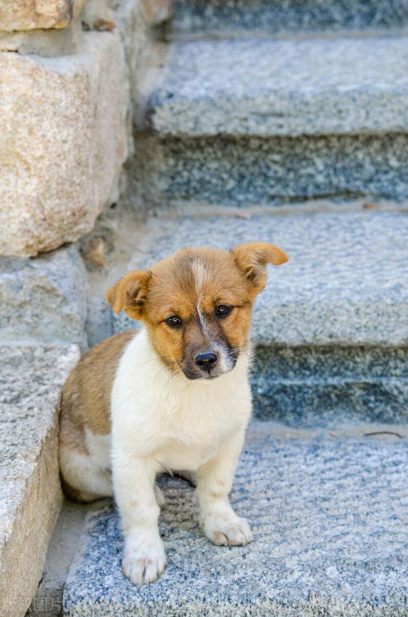 本地土狗哪些品种比较过大众一点,中国土狗都有哪些