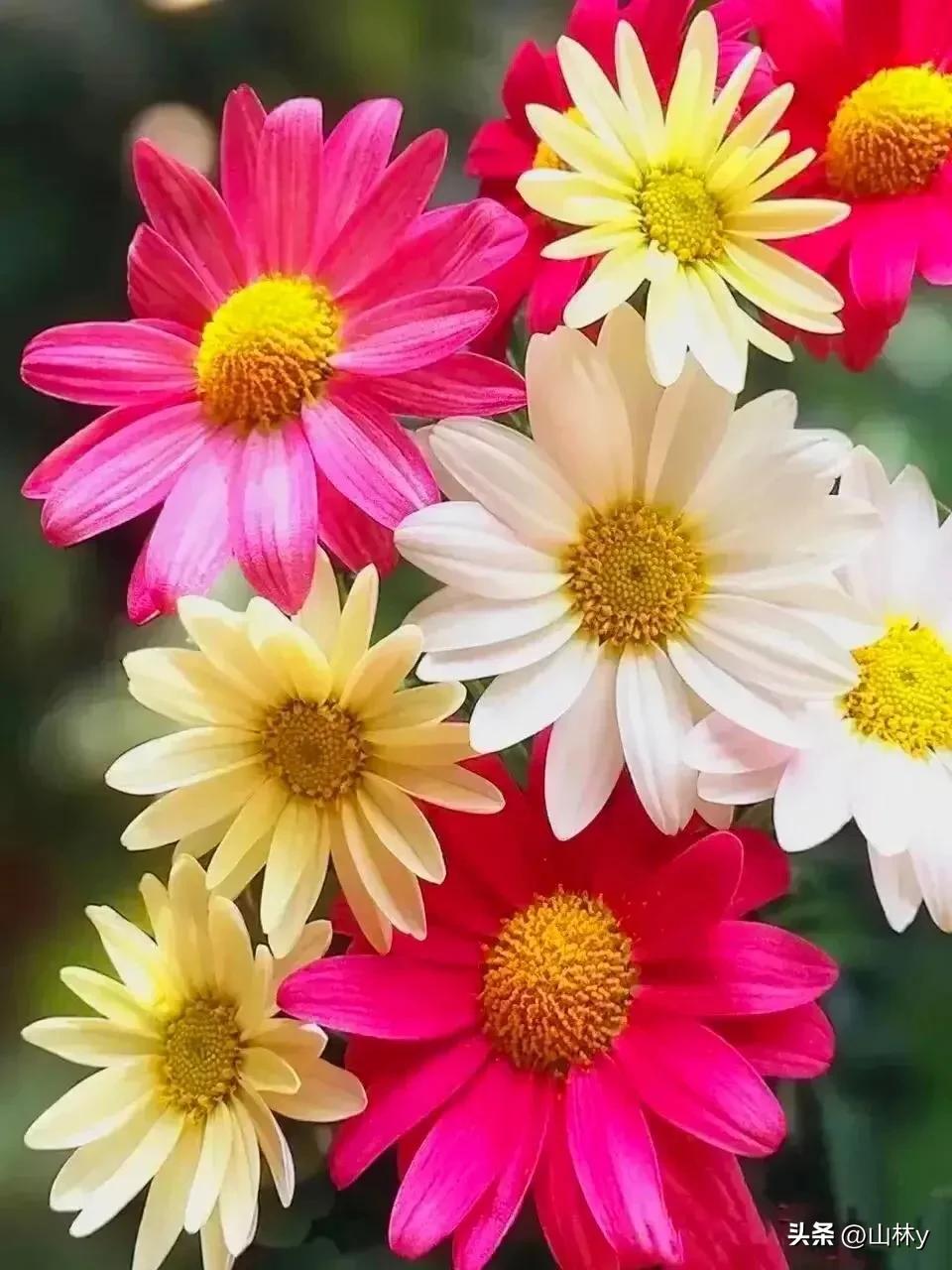 十大绝美花朵,绝美花朵视频