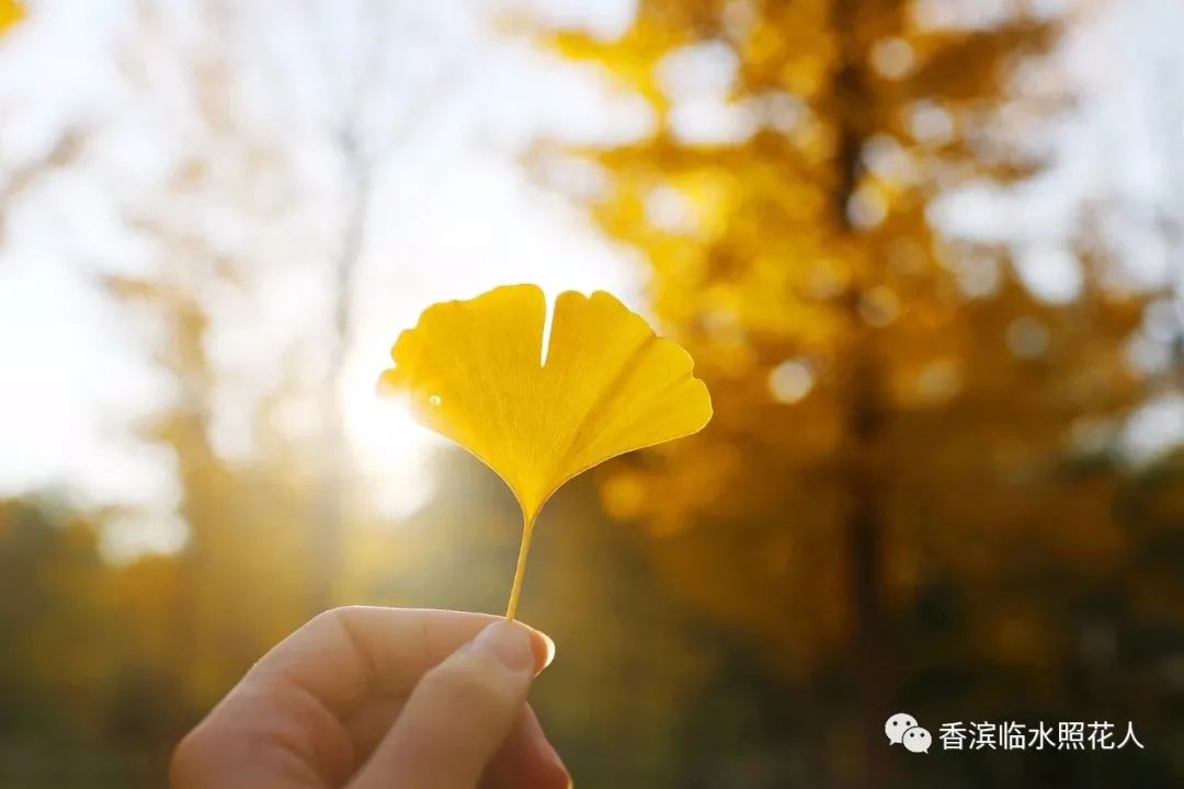 奋斗成就梦想作文500字以上,奋斗成就梦想作文一年级