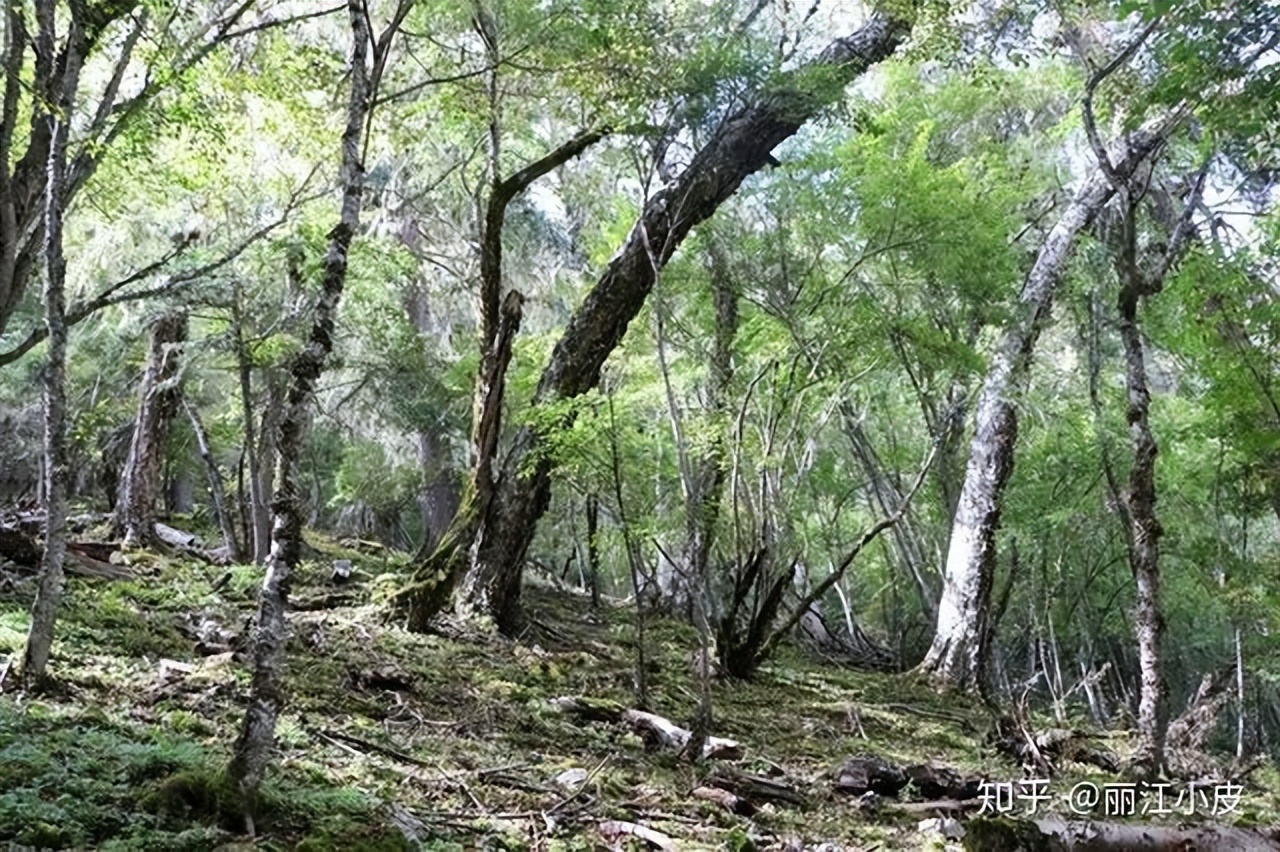 香格里拉自由行旅游线路,云南大理丽江香格里拉自由行攻略