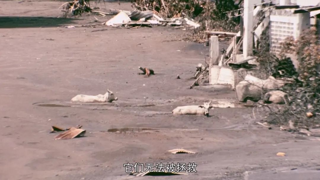 盘点内娱cp18年,内娱哪对cp可能是真的