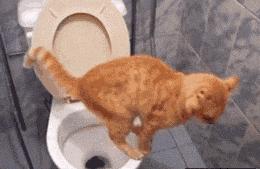 肛裂自述,关于肛裂的叙述哪项正确