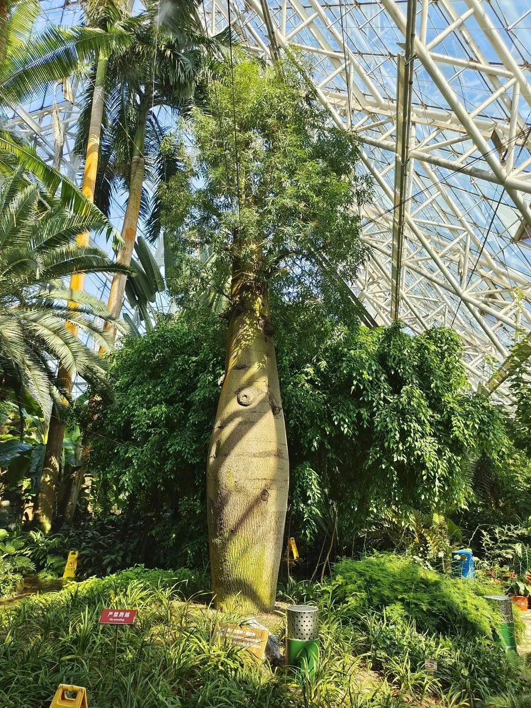 泰达热带植物园4月29日开园，文化之旅，一起鉴定网络热门植物