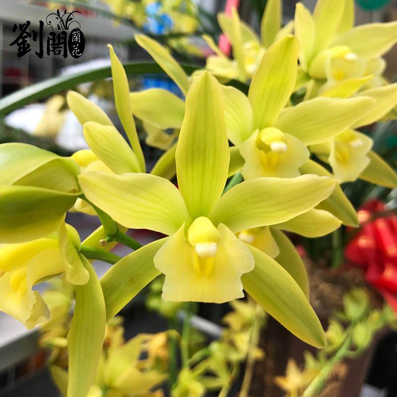 价值比较高的是哪种兰,名兰都是哪些品种