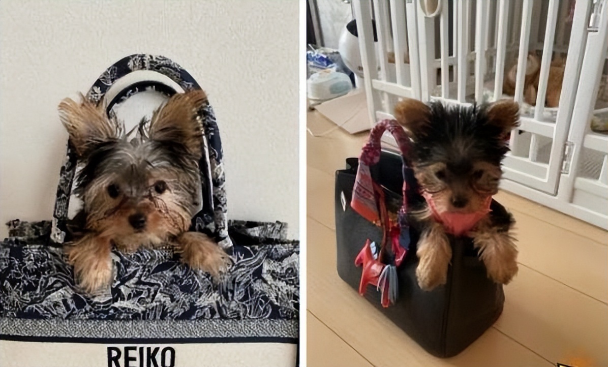 网红玲子reiko,抖音玲子reiko身价