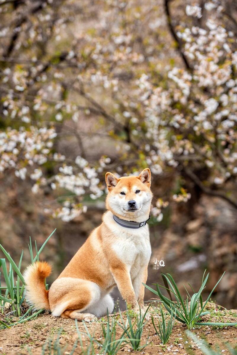 中型犬品种大全及图片,听话的中型犬品种大全