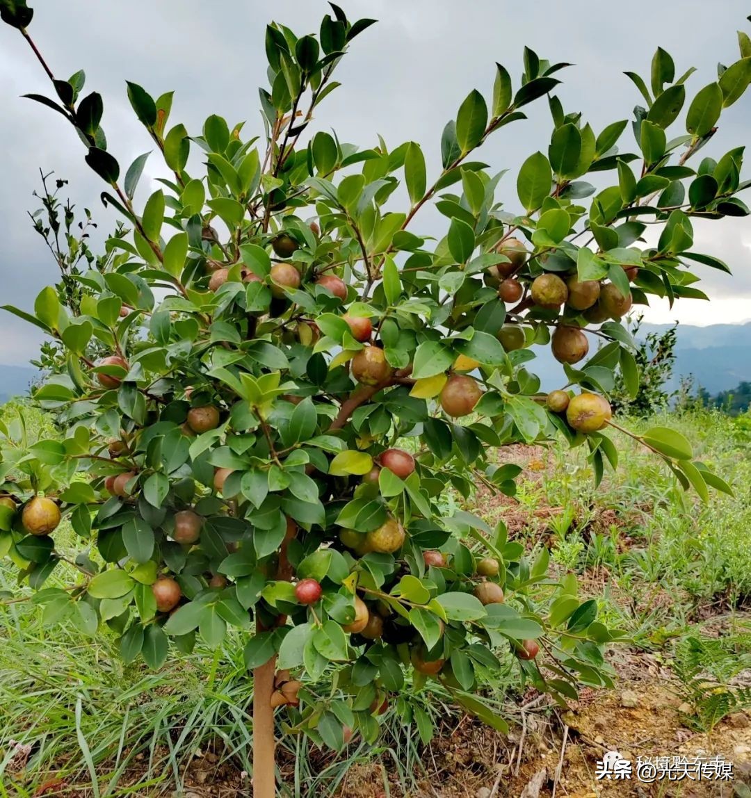 贵州吴光荣所有的视频,吴光荣同志