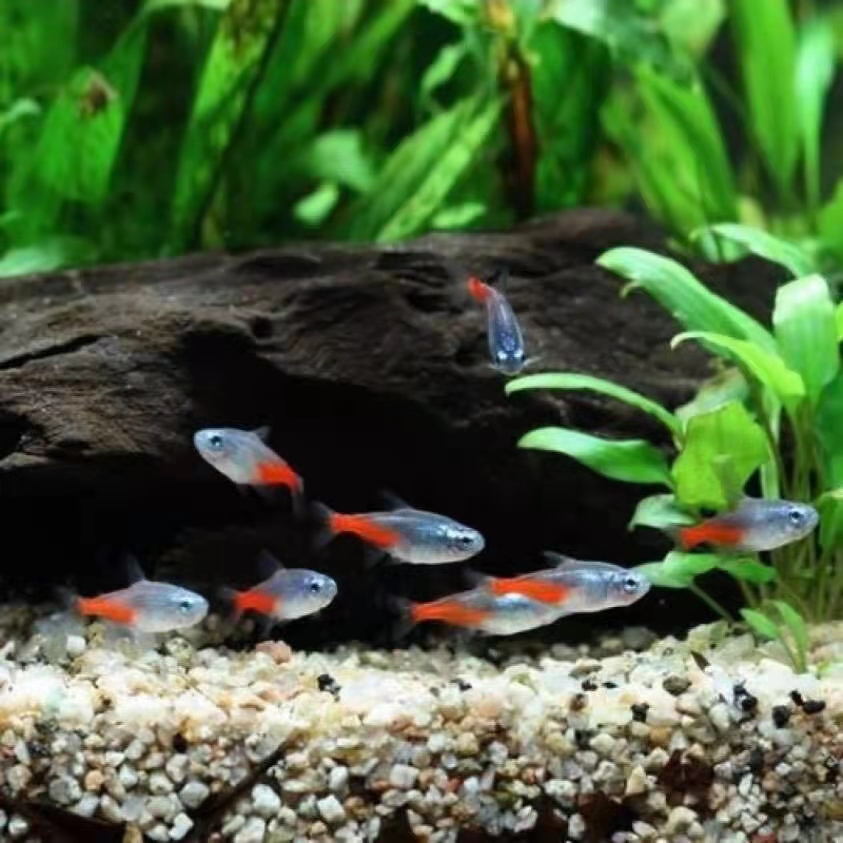 新手养观赏鱼全过程,新手养鱼入门基础教程小观赏鱼